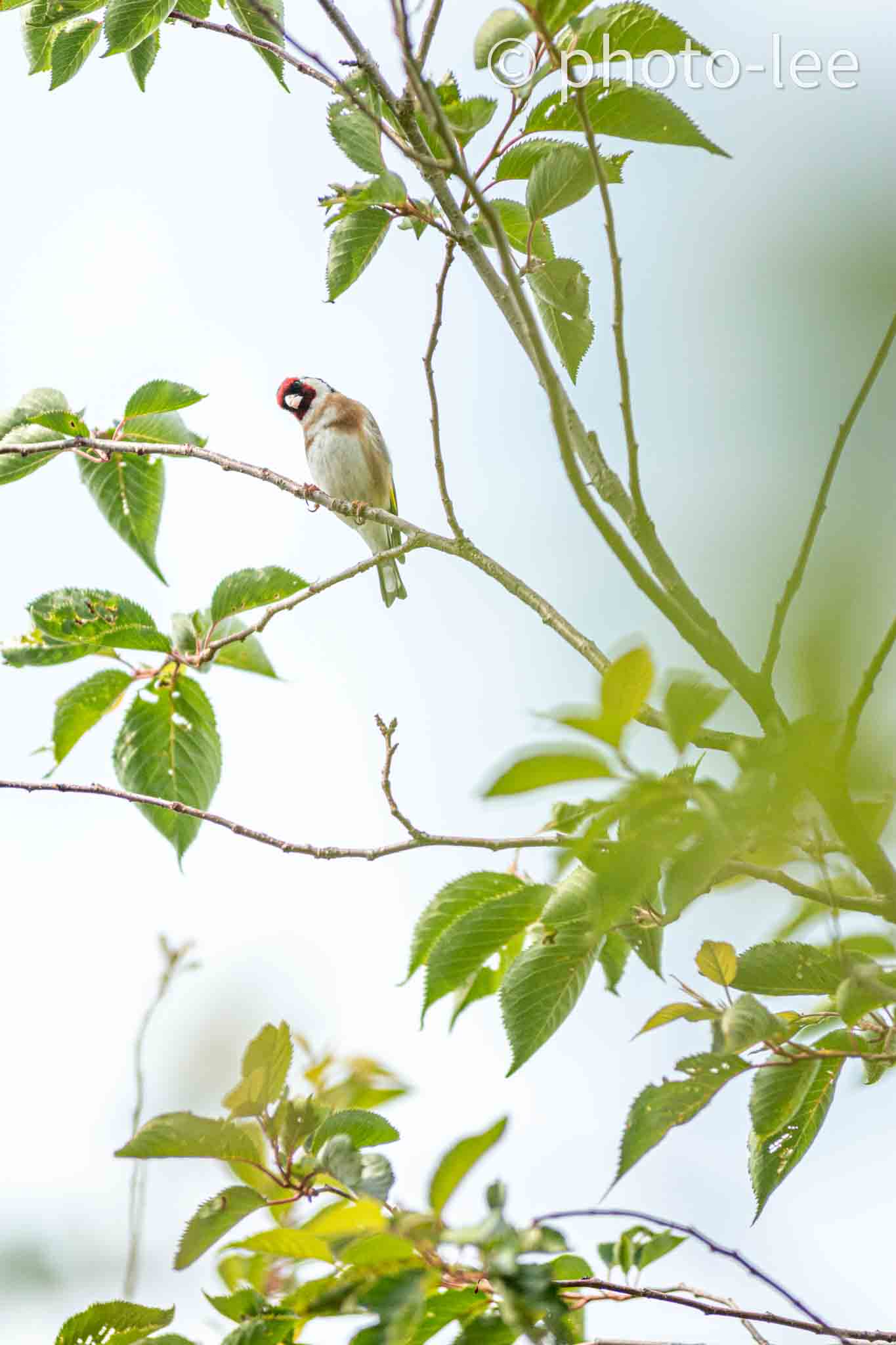 Von der Baumkrone aus guckt der Stieglitz schräg in die Kamera